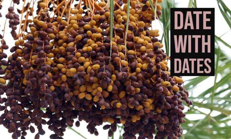 Read more about the article Top 5 Best Quality Dates to Buy